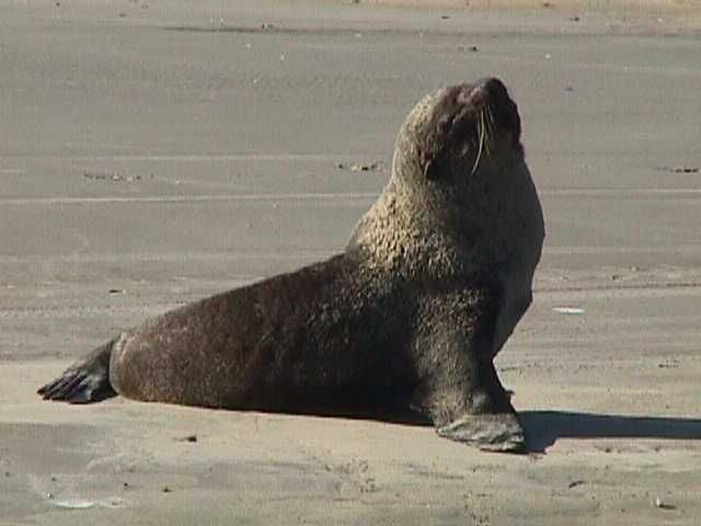 fauna _ litoral sul _ rs.jpg